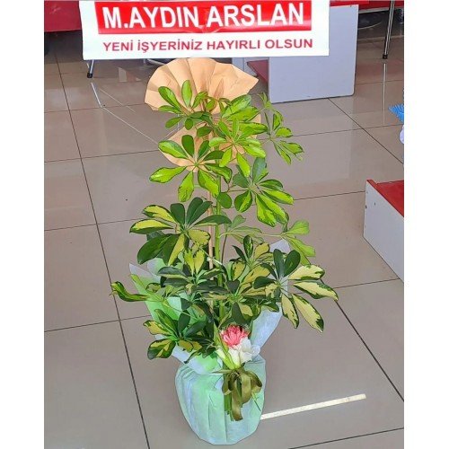 Şeflare Tekli salon bitkisi