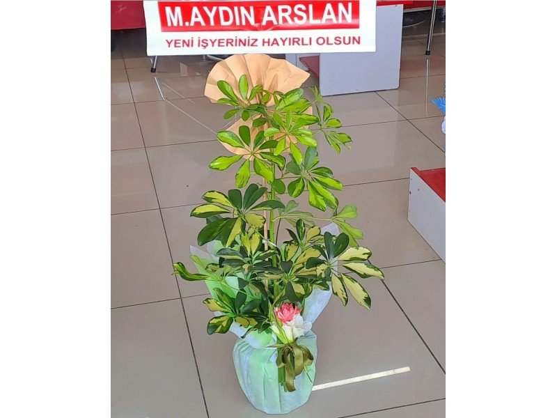 Şeflare Tekli salon bitkisi