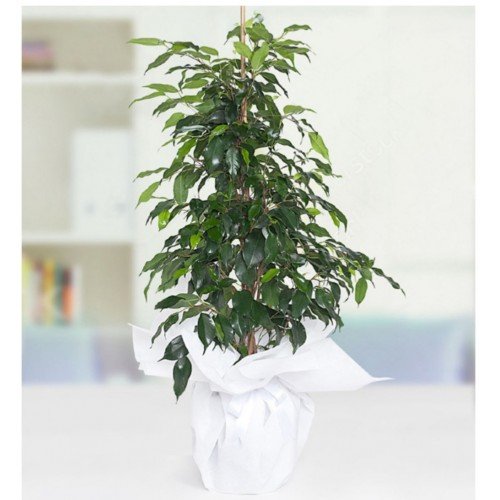 Ficus