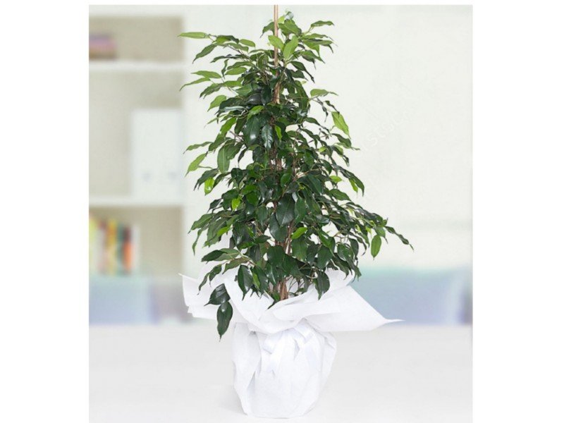 Ficus