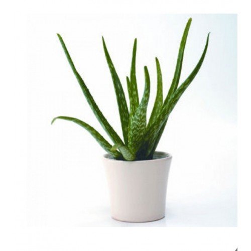 Alovera
