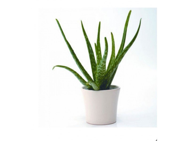 Alovera