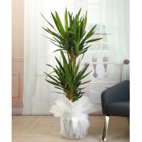 2 'li yucca 