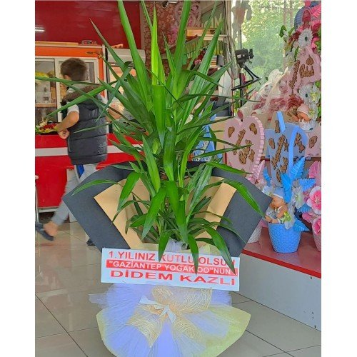 "İkili Yucca Yeşil Asalet"