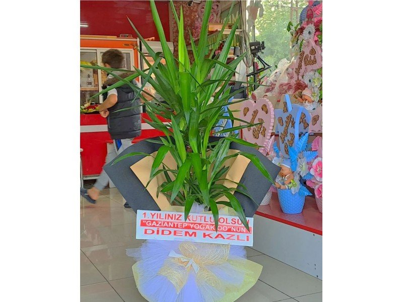 "İkili Yucca Yeşil Asalet"