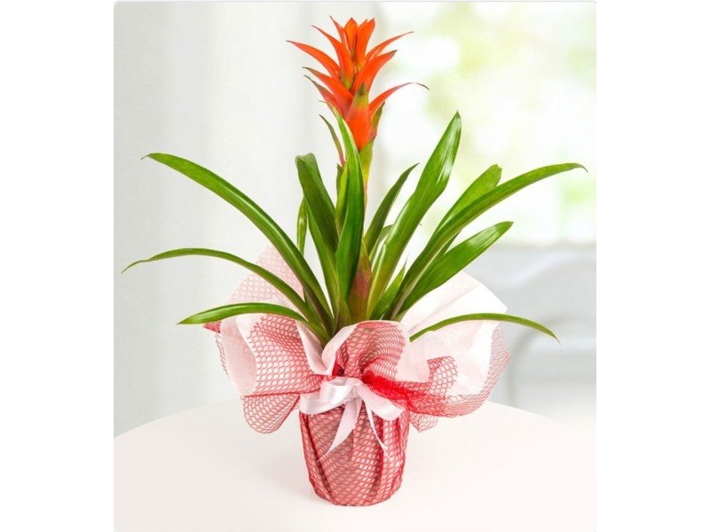 Guzmania – Tropikal Güzellik